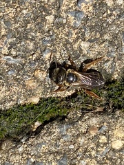 Halictus