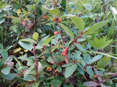 Cotoneaster uniflorus