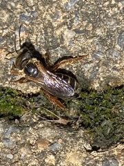 Halictus