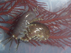 Arcitalitrus sylvaticus