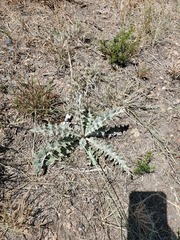 Cirsium undulatum undulatum
