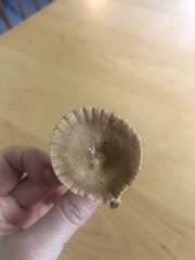 Lactarius subplinthogalus