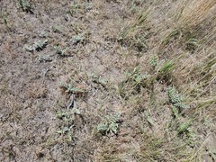 Cirsium undulatum undulatum