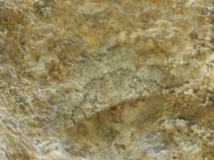 Gnophini