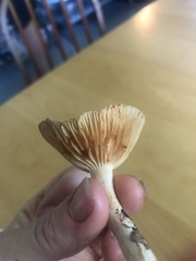 Lactarius subplinthogalus