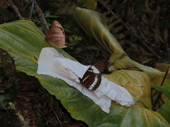 Heliconius cydno wanningeri