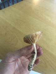 Lactarius subplinthogalus