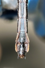 Hylogomphus adelphus