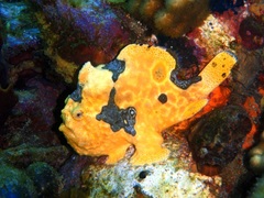 Antennarius multiocellatus