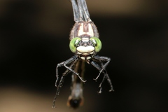 Hylogomphus adelphus