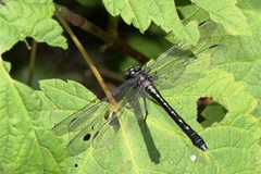 Hylogomphus adelphus