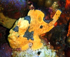 Antennarius multiocellatus