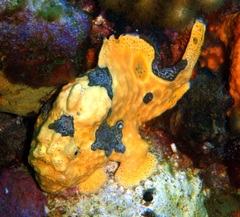 Antennarius multiocellatus