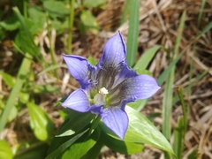 Gentiana dschungarica