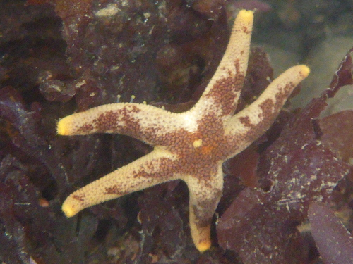 Dwarf Mottled Henricia, photo 4 of 10