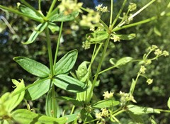 Galium oreganum