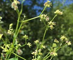 Galium oreganum
