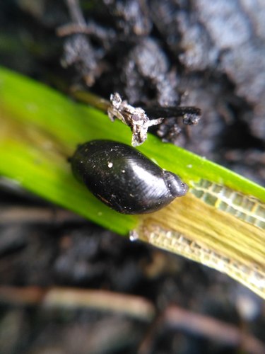 Slender Amber Snail