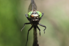 Hylogomphus adelphus