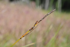 Carex pellita