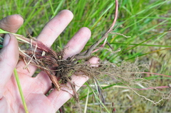 Carex pellita