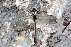 Hylogomphus adelphus