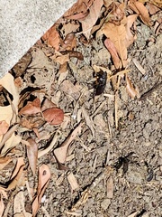 Lucanus capreolus
