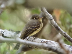 Empidonax occidentalis