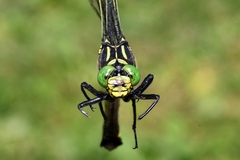 Hagenius brevistylus