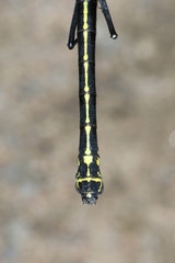 Hagenius brevistylus