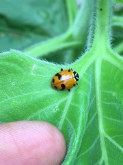 Hippodamia glacialis