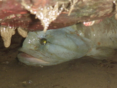 Cebidichthys violaceus