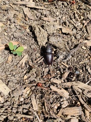 Lucanus capreolus