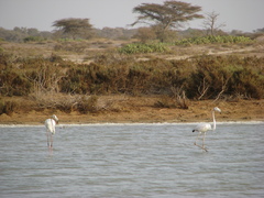 Phoenicopterus roseus