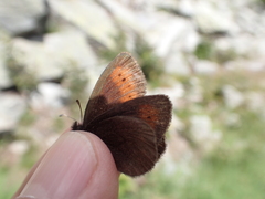 Erebia epiphron