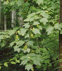 Acer ukurunduense