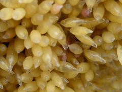 Ocenebrinae