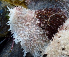 Chondracanthus