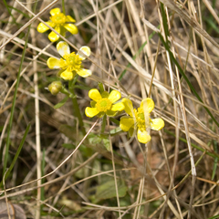 Ranunculus rhomboideus