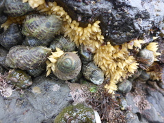 Ocenebrinae