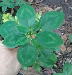 Euphorbia graminea