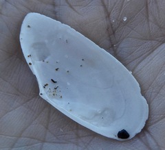 Megangulus bodegensis