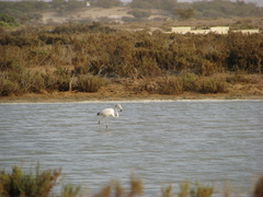 Phoenicopterus roseus