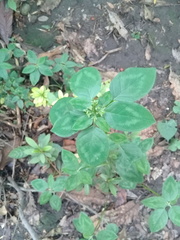 Euphorbia graminea