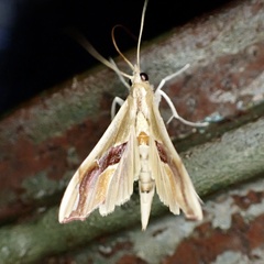 Agathodes monstralis