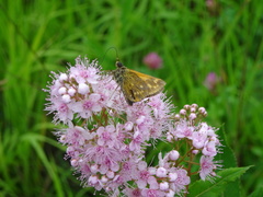 Ochlodes sylvanus