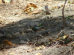 Uraeginthus bengalus