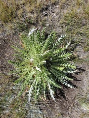 Cirsium tioganum