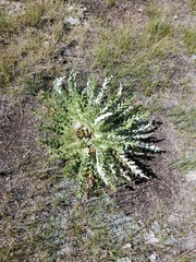 Cirsium tioganum