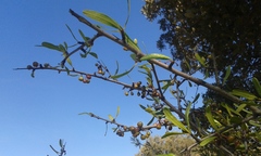 Rhamnus lycioides